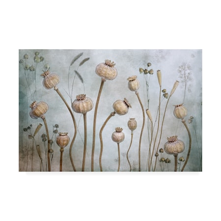 Mandy Disher 'Papaver' Canvas Art,16x24